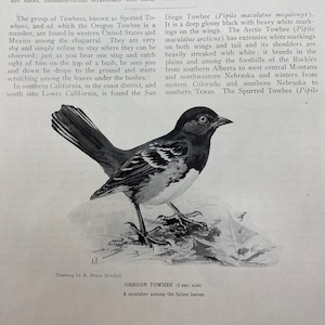 Louis Agassiz Fuertes, Birds of America, édition 1936, 35 pages recto-verso avec illustrations en noir et blanc