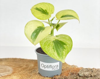 Anoectochilus Roxburghii Variegated (jewel Orchid) - Etsy