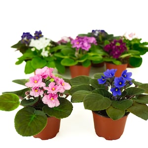 Optimara African Violet Variety Pack (2 Plants) 4" Pot | Assorted Varieties| Grower's-Choice