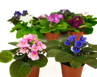 Optimara African Violet Variety Pack (2 Plants) 4" Pot | Assorted Varieties| Grower's-Choice