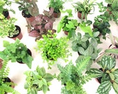 Mini Terrarium Plants (6 Plants) (2 quot Pots) Fairy Garden Plants Assorted Varieties