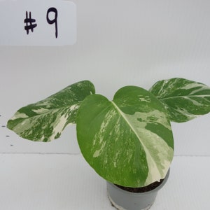 Variegated Monstera Albo Rooting Node (4" Pot)