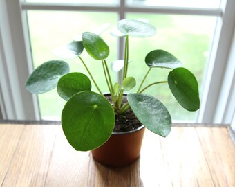 Money Plant Etsy - pilea peperomioides 4 pot chinese money plant pancake plant ufo plant