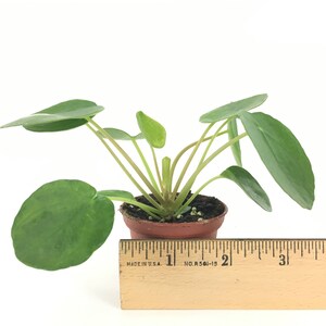 Pilea peperomioides 2 Pot Chinese money plant / Pancake plant / UFO plant image 2