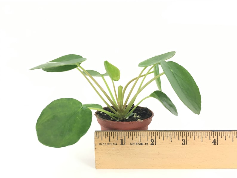 Pilea peperomioides 2 Pot Chinese money plant / Pancake plant / UFO plant image 2