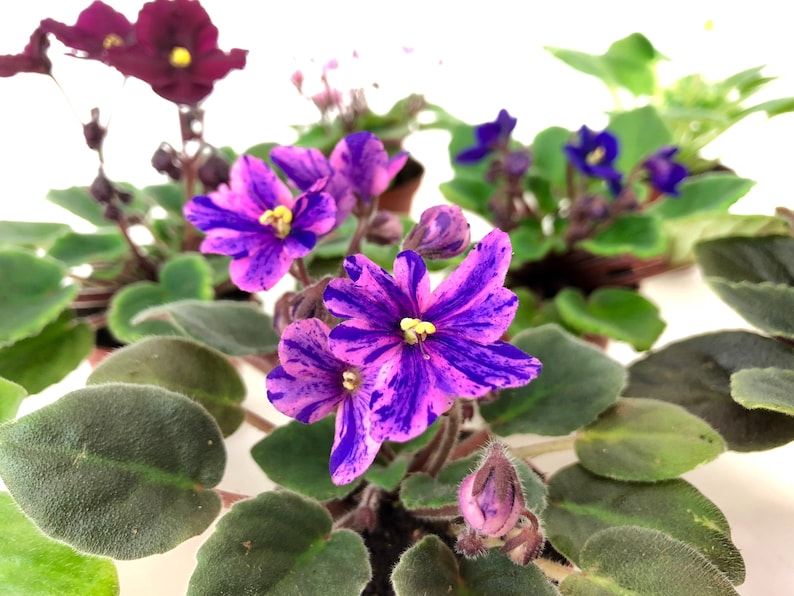 2 Mini African Violets Set 2 Assorted Plants Etsy