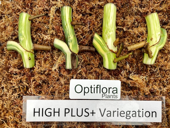 Variegated Monstera Albo Node (1 Node Cutting) | Rooting Hormone Pre-Dipped for Easy Rooting | US Seller|