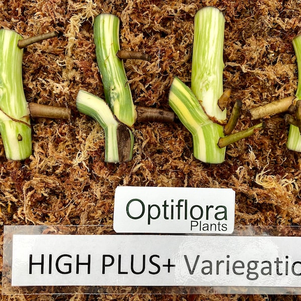 Variegated Monstera Albo Node (1 Node Cutting) | Rooting Hormone Pre-Dipped for Easy Rooting | US Seller|