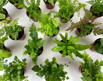 Wholesale Mini Fern Plants (36 Plants) (2" Pots) Terrariums | Fairy Gardens | Assorted Varieties