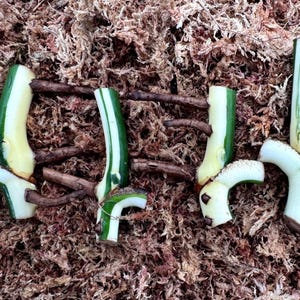 May include: Close-up of several green and white plant cuttings with visible stems and roots, resting on a bed of brown sphagnum moss. The cuttings are in various shapes and sizes, ready for propagation.