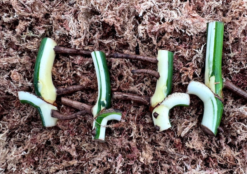May include: Close-up of several green and white plant cuttings with visible stems and roots, resting on a bed of brown sphagnum moss. The cuttings are in various shapes and sizes, ready for propagation.