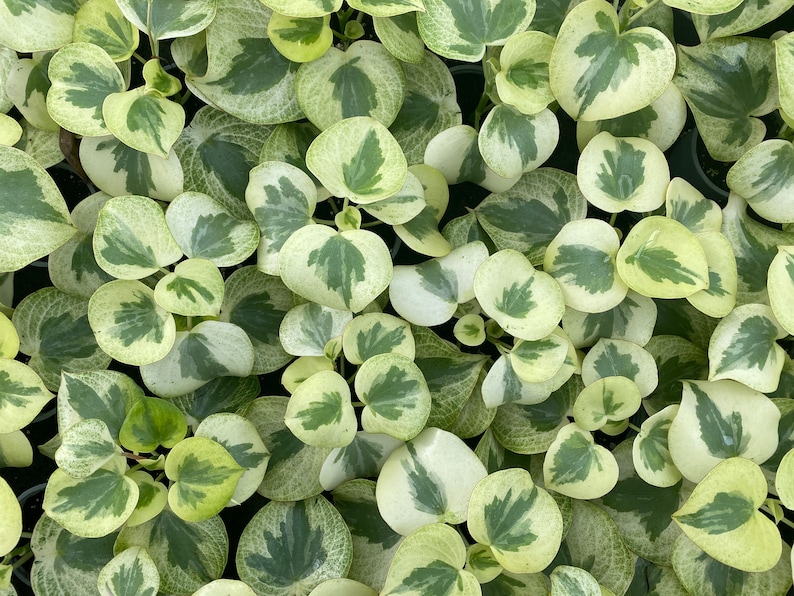 Optiflora Peperomia