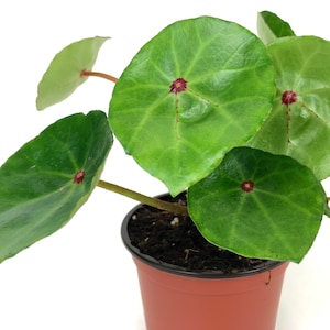 May include: A small potted plant with large, round, green leaves with red veins. The plant is in a brown plastic pot.