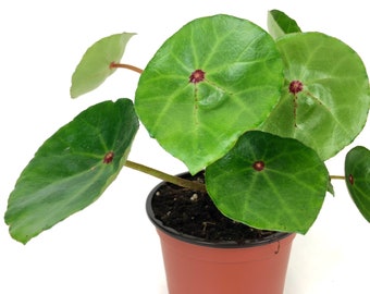 Red Ruby Begonia (4" Pot) (Begonia conchifolia Rubrimacula)