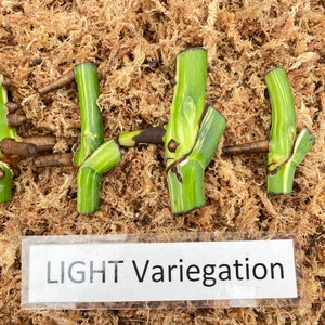 May include: Close-up of several green plant cuttings with light variegation, resting on a bed of brown moss. The cuttings have visible stems and leaves with white and yellow stripes. A label at the bottom reads "LIGHT Variegation."