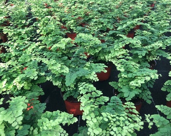 Wholesale Ferns (4" Pots) (20 Plants) Assorted Varieties