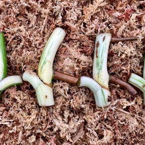 May include: Close-up of plant cuttings with white and green stems and brown roots, resting on a bed of brown sphagnum moss. The cuttings are in various stages of growth, showcasing the plant's structure.