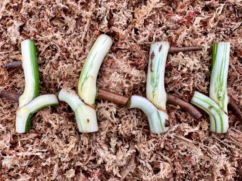 May include: Close-up of plant cuttings with white and green stems and brown roots, resting on a bed of brown sphagnum moss. The cuttings are in various stages of growth, showcasing the plant's structure.