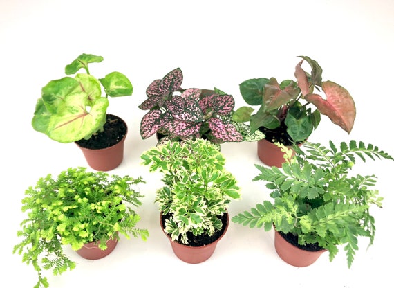 Mini Terrarium Plants (6 Plants) (2 Pots) Fairy Garden Assorted Varieties