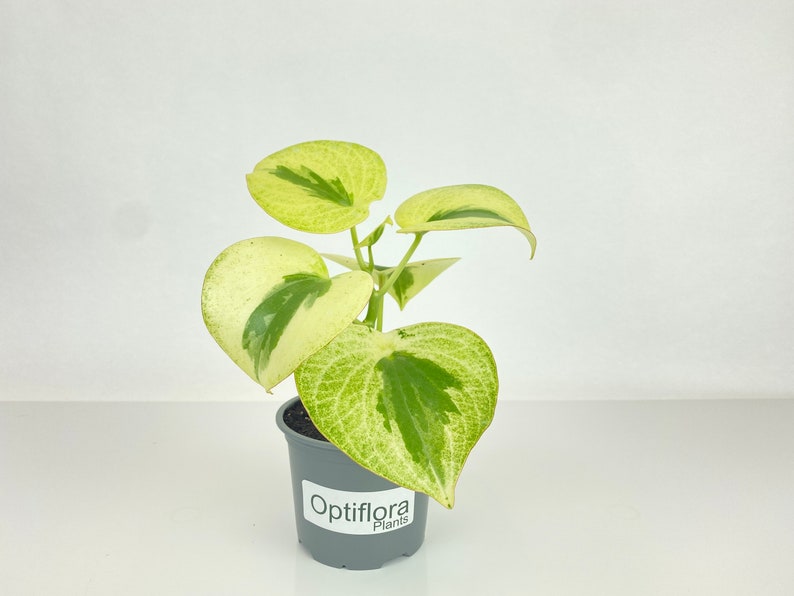 Optiflora Peperomia - Thumbnail 4