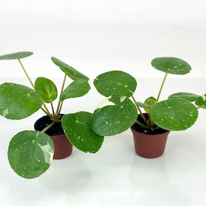 2 Plants - Variegated Pilea peperomioides &#39;White Splash&#39; (2&quot; Pots/Starter Plants)