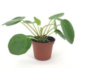 Pilea peperomioides (2 quot Pot) (Chinese money plant Pancake plant UFO plant)