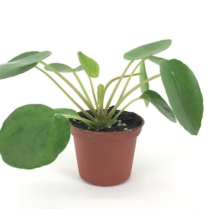 May include: A small potted plant with round, green leaves. The plant is in a brown plastic pot.