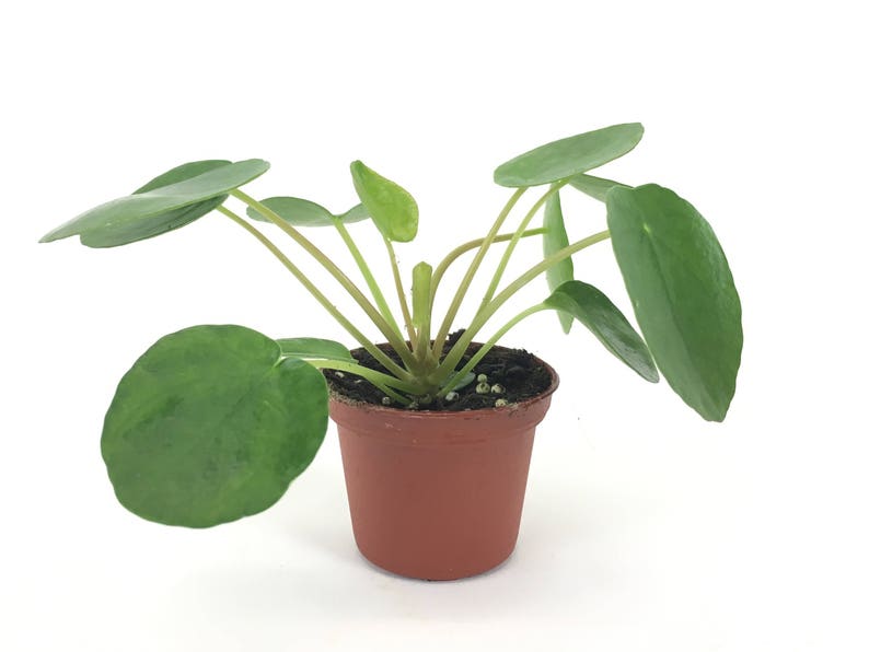 Pilea peperomioides 2 Pot Chinese money plant / Pancake plant / UFO plant image 1