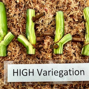 May include: Four green and white plant cuttings with visible stems and nodes, arranged on a bed of brown moss. A label at the bottom reads "HIGH Variegation". The cuttings are a light green with white stripes.