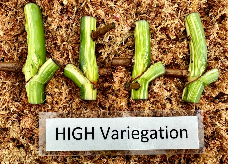 May include: Four green and white plant cuttings with visible stems and nodes, arranged on a bed of brown moss. A label at the bottom reads "HIGH Variegation". The cuttings are a light green with white stripes.