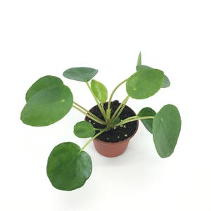 Pilea peperomioides 2 Pot Chinese money plant / Pancake plant / UFO plant image 3