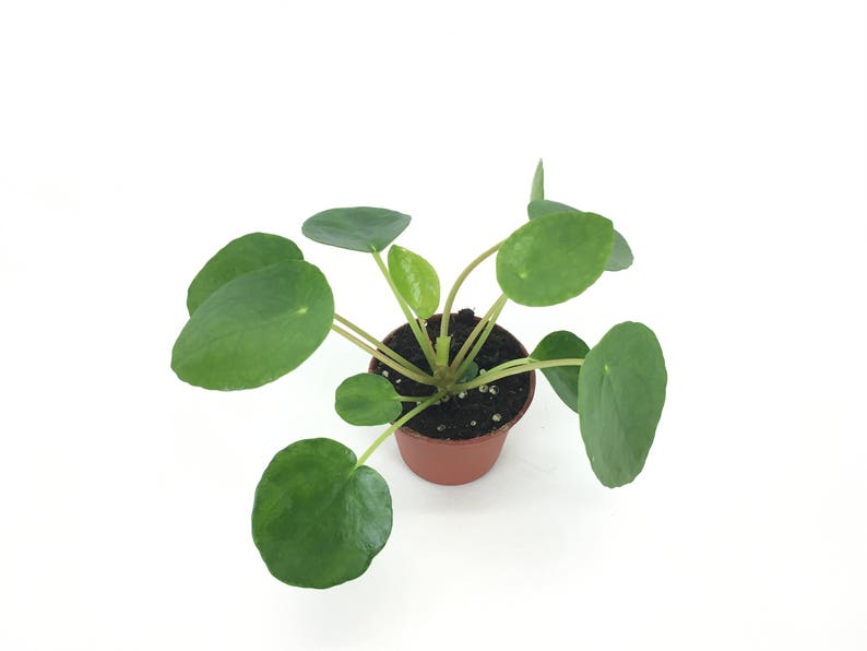 Pilea peperomioides 2 Pot Chinese money plant / Pancake plant / UFO plant image 3