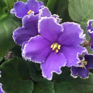 Optimara African Violet Variety Pack 4 Plants 4 Pots - Etsy