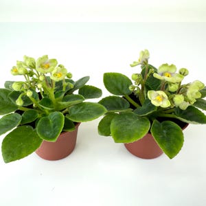 May include: Two potted African violet plants. Each plant has dark green leaves and light green flowers with yellow centers. The plants are in small, brown plastic pots, set against a white background.