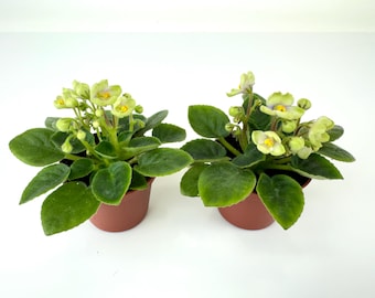 Mini African Violets (Optimara Little Trio - 2 Plants) (2" Pots)