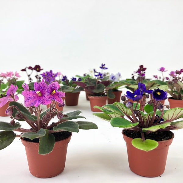 2" Mini African Violets Set (2 Assorted Plants)