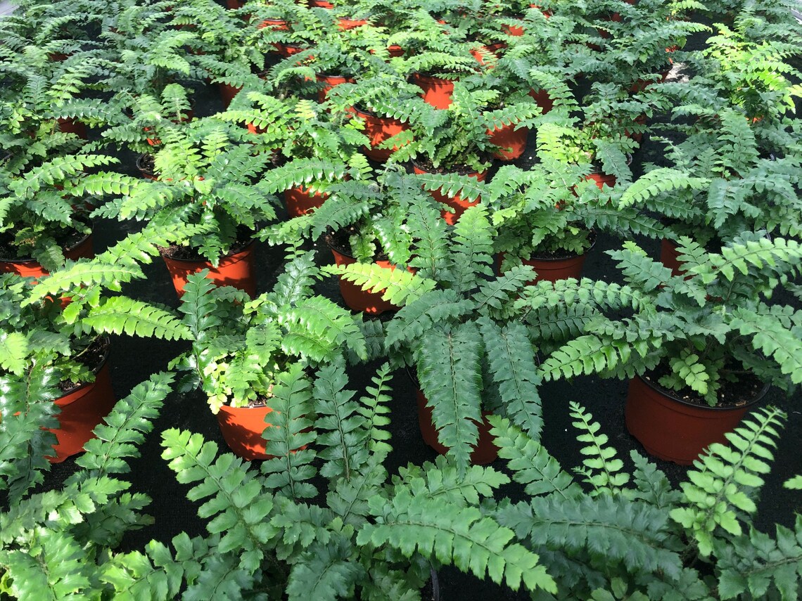 Bulk Ferns 4 Pots 20 Plants Assorted Varieties Etsy