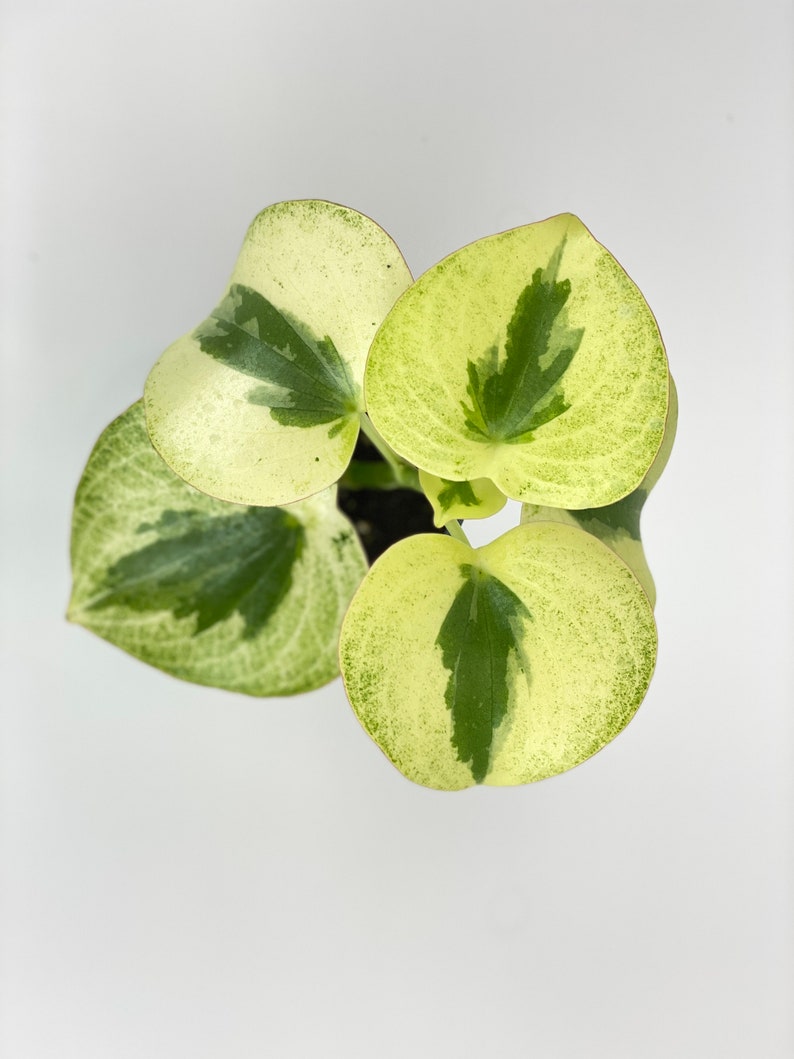 Optiflora Peperomia - Thumbnail 5