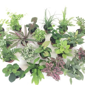 May include: An assortment of small potted plants, including ferns, polka dot plants, and other greenery. The plants are in small brown pots, arranged against a white background. The foliage varies in shades of green, pink, and white.