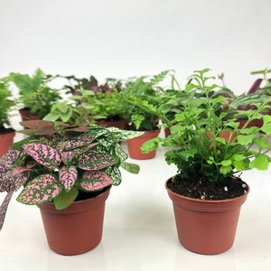 Mini Terrarium Plants (2 Plants) Fairy Garden Plants (Assorted Varieties) (2" Pots)