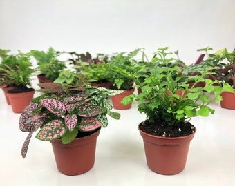 Mini Terrarium Plants (2 Plants) Fairy Garden Plants (Assorted Varieties) (2" Pots)