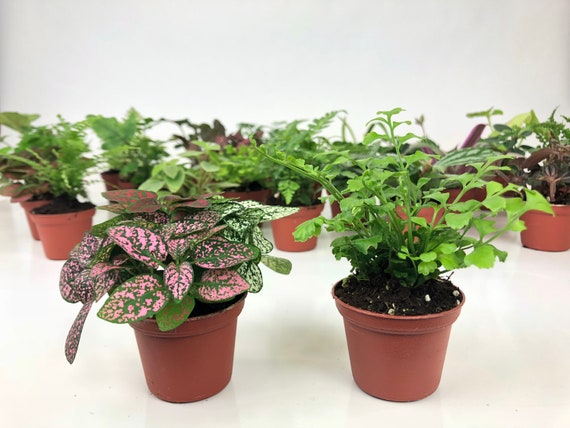 Mini Terrarium Plants (2 Plants) Fairy Garden Plants (Assorted Varieties) (2" Pots)