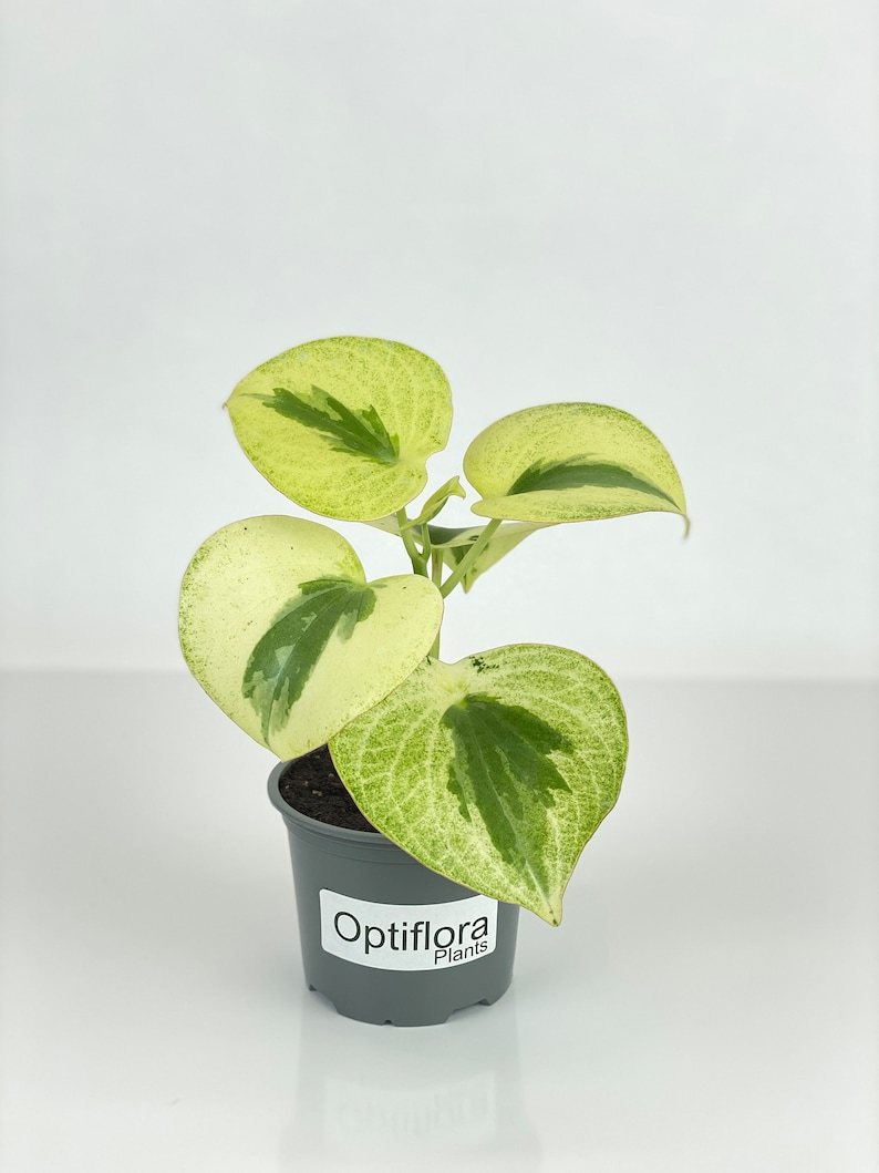 Optiflora Peperomia - Thumbnail 2