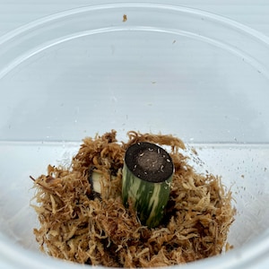 May include: A clear plastic container holding a plant cutting in sphagnum moss. The cutting is green and white striped with a dark brown top. The moss is light brown and surrounds the cutting.