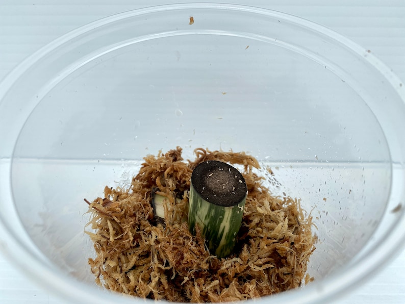 May include: A clear plastic container holding a plant cutting in sphagnum moss. The cutting is green and white striped with a dark brown top. The moss is light brown and surrounds the cutting.