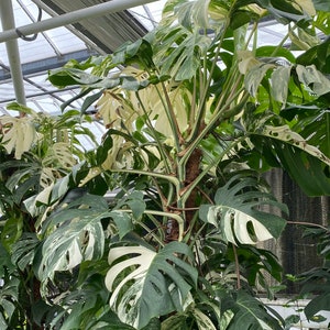 May include: A lush Monstera plant with large, split leaves. The leaves display a striking pattern of green and white variegation. The plant is thriving, with multiple stems and large, healthy leaves. The image is taken in a greenhouse setting.