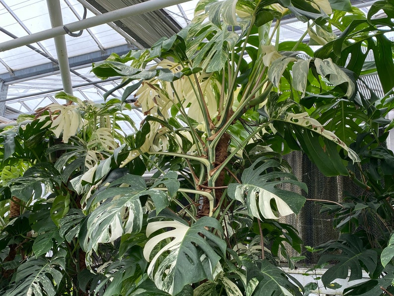 May include: A lush Monstera plant with large, split leaves. The leaves display a striking pattern of green and white variegation. The plant is thriving, with multiple stems and large, healthy leaves. The image is taken in a greenhouse setting.