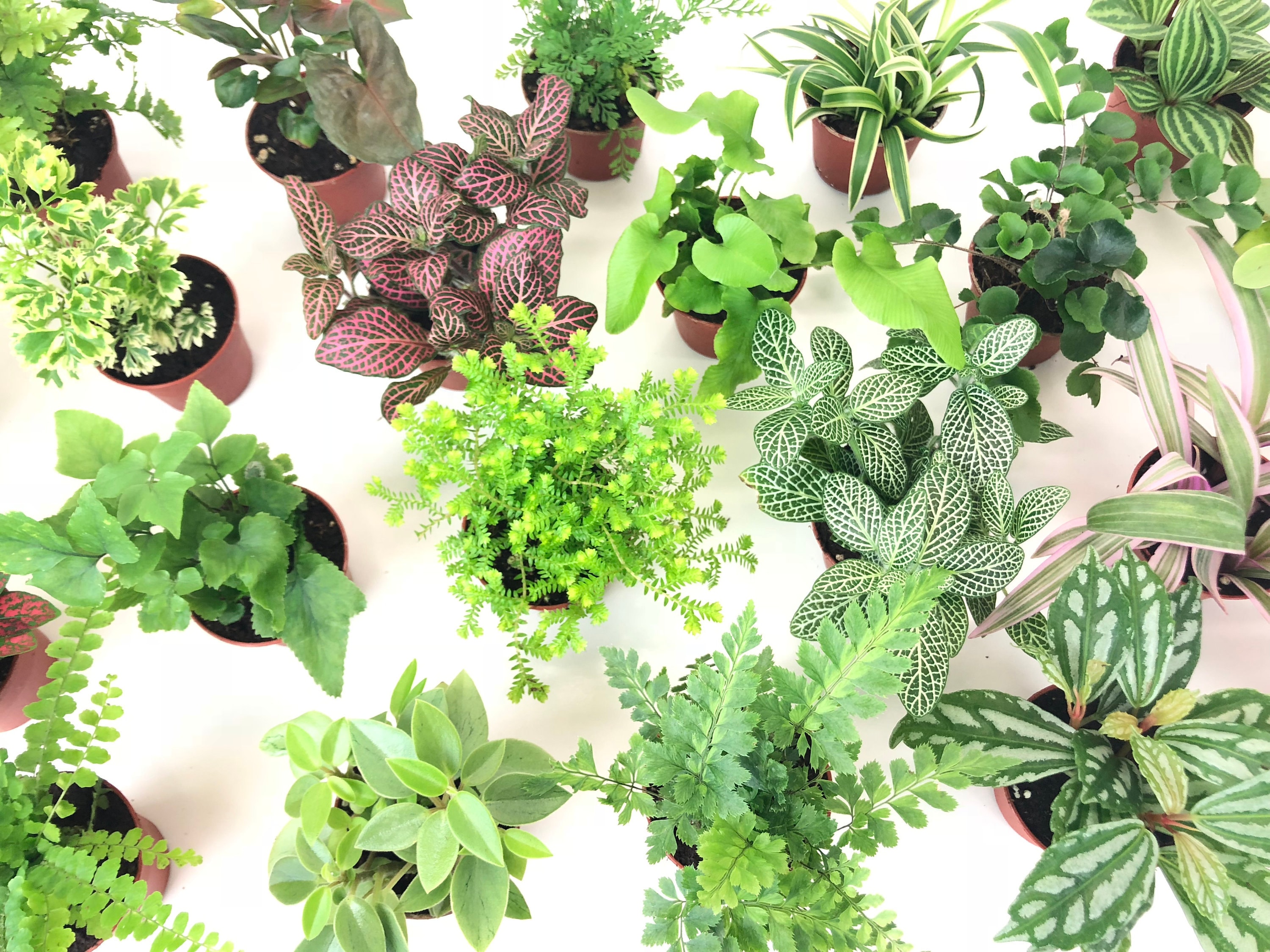 15 Types Of Terrarium Plants Anyone Can Take Care Of