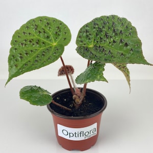Begonia ferox (4" Pot)
