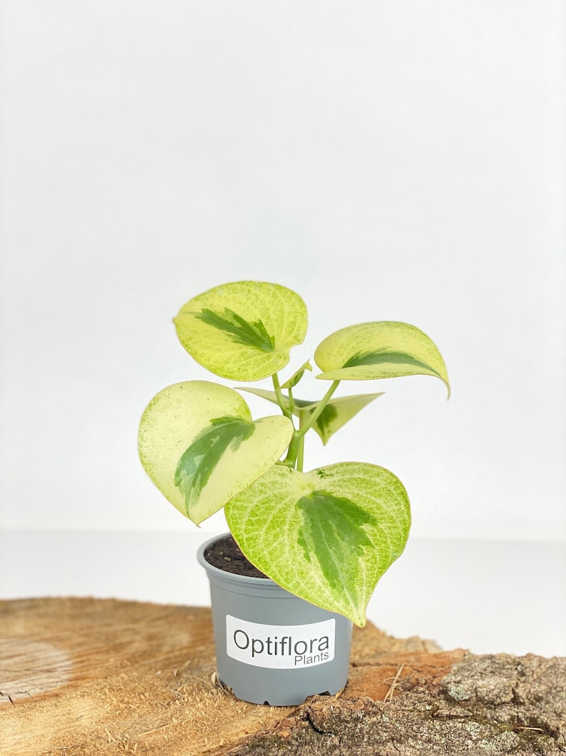 Optiflora Peperomia - Thumbnail 3